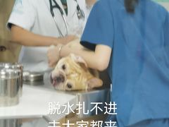 -谐和贝康宠物医院24小时·宠保定点(急重症转诊中心)