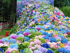 -上海共青森林公园