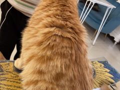 -平行世界·猫咖(首经贸店)