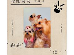 -柚子宠物(伊珊娜调理店)