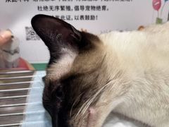-守诺宠物医院·眼科· 特色牙科·异宠专科(虹口店)