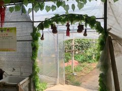 -马陆小张葡萄园农家乐