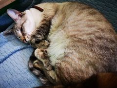 -李小姐の猫咖啡馆(五角场店)