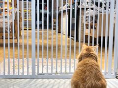 -藏猫猫咖啡主题馆(中央大道店)