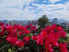 -金鸡山公园