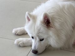 -怪兽屋·羊驼·猫咖·狗咖(俊华广场店)