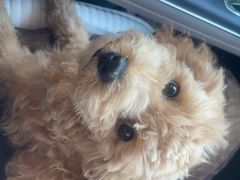 -宠颐生·恒爱宠物医院(静海店)