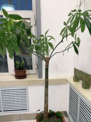 -瑶芳清颜草本祛痘
