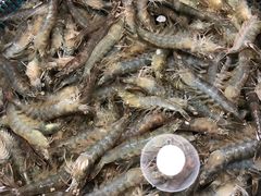 活虾-四道口水产市场