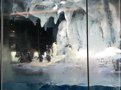 -帝企鹅自助餐厅•儿童岛•真企鹅(长隆企鹅酒店)