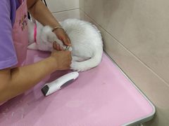 -北京观赏动物医院·24小时大型综合·猫专科·异宠专科