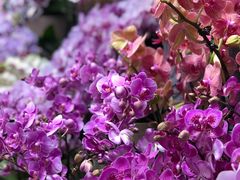-双季花艺园艺市场(浦东店)