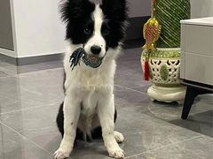 -翊宠yipet猫狗购宠庄园犬舍•猫舍