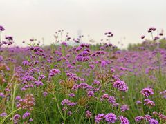 -深圳湾公园(南山区)