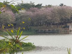 -海珠湖公园