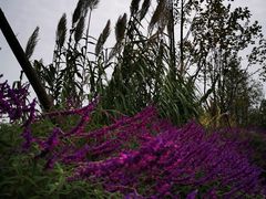 -白鹭湾湿地公园