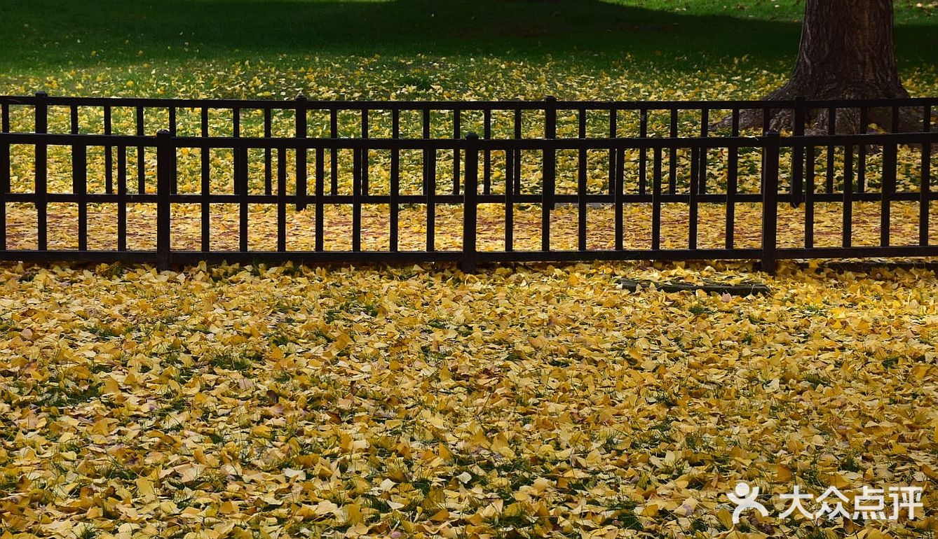 疯狂的金黄色，错过要等一年