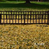 疯狂的金黄色，错过要等一年