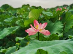 -湖畔居茶楼(湖滨店)