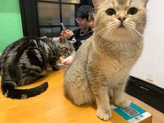 -猫色咖啡·猫咖
