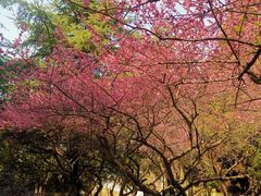-白塘生态植物园