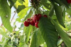 -蓝呗呗蓝莓草莓采摘园(通州区马驹桥店)