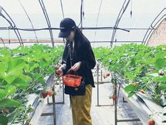 -甜心庄园·甜心草莓采摘园(西青中北店)