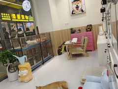 -柴源莊·柴小宠柴犬咖啡