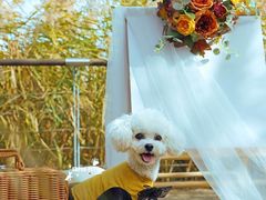 -超宠爱宠物摄影-Super pet