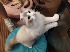 -MOCHA明星猫咖(田子坊店)