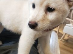 -柴犬小屋·柴餐厅·狗咖食堂(金鼎广场店)