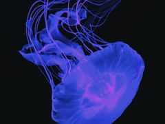 -波塞冬旅游度假区