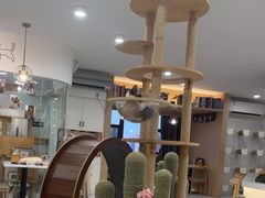 -喵园·猫主题咖啡厅·撸猫·猫咖(国贸店)