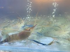 -白仁仔· 活烤海鲜 宵夜(豫园店)