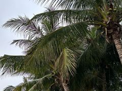 -深圳湾公园(南山区)