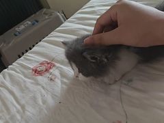 -欣宠猫屋·矮脚拿破仑·蓝金金渐层