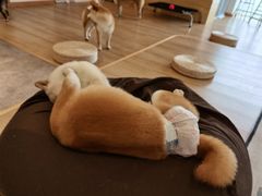 -南京Hallo宠物乐园·哈罗犬舍·柴犬繁育基地