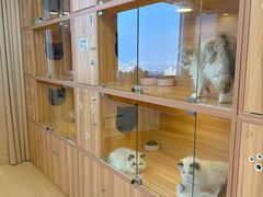 -猫十亿·布偶金渐层·曼基康矮脚猫舍(青年路店)