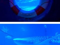 -烟台海昌鲸鲨海洋公园