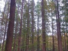 -渡海小渔村.老辈日照菜
