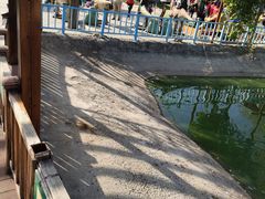 -北京鹿世界主题园