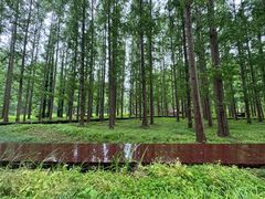 -黄海国家森林公园