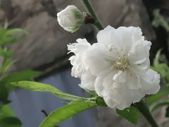 -桃花涧