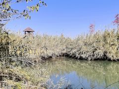 -泗洪洪泽湖湿地景区
