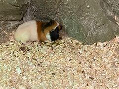 -zoonana室内动物园(东方福来德店)