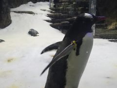 -悉尼海洋生物水族馆
