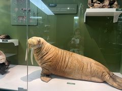 -国家自然博物馆