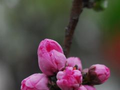 -南汇桃花村