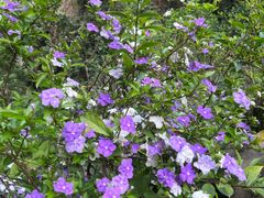 -火炉山森林公园