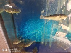 -肆月河豚·新淮扬(金融街店)